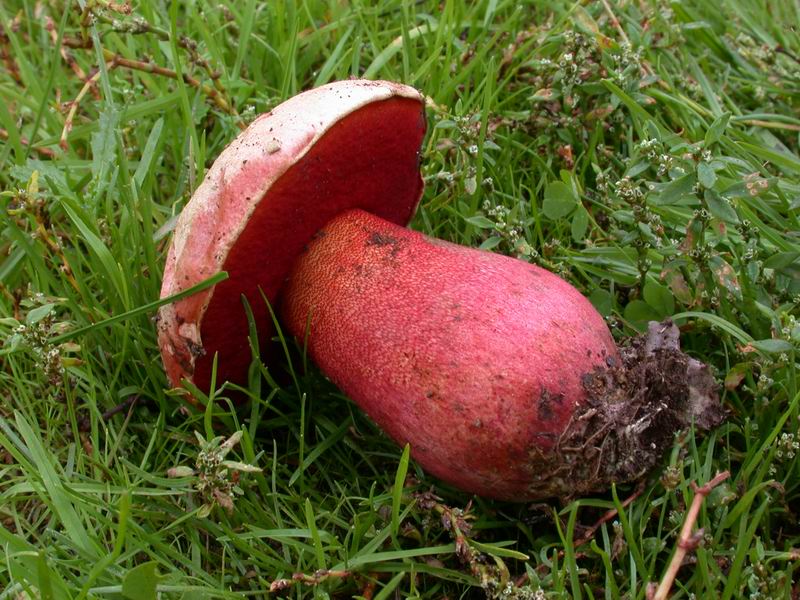 Boletus rhodoxanthus - discussione